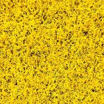 chaman-sadaf-fer-yellow