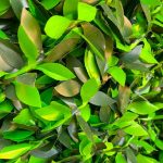 leaf-fans-1m-2
