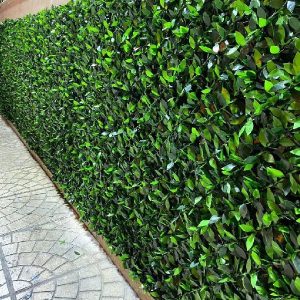 leaf-fans-1m-nemune