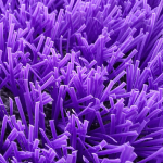 chaman-sadaf-purple