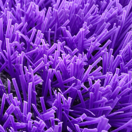 chaman-sadaf-purple
