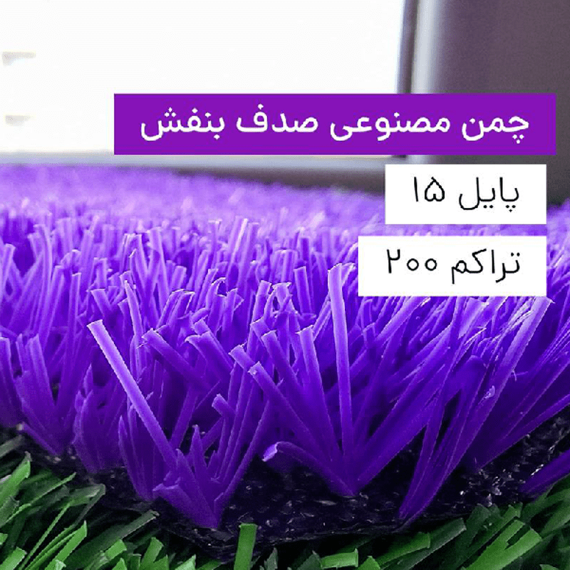 chaman-sadaf-purple